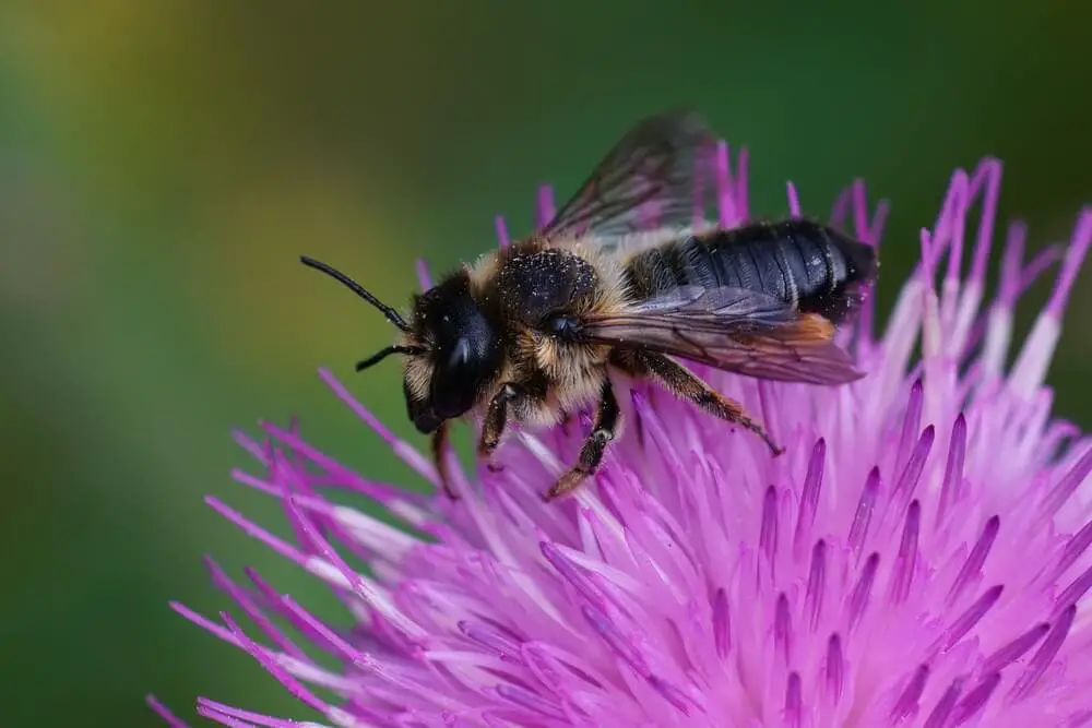 Terrifying Bees &#038; Wasps That Will Keep You Indoors