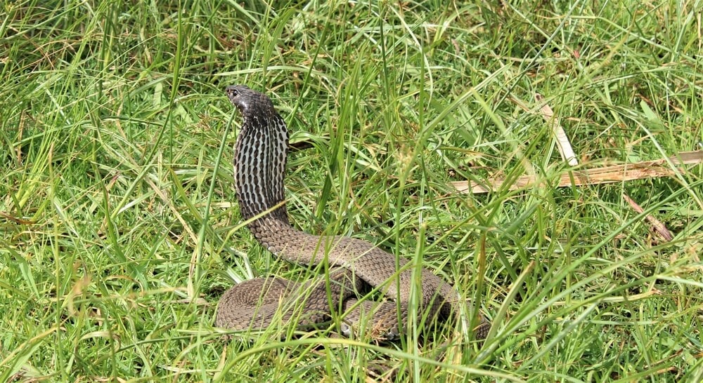 The Most Venomous Snakes On Planet Earth Today