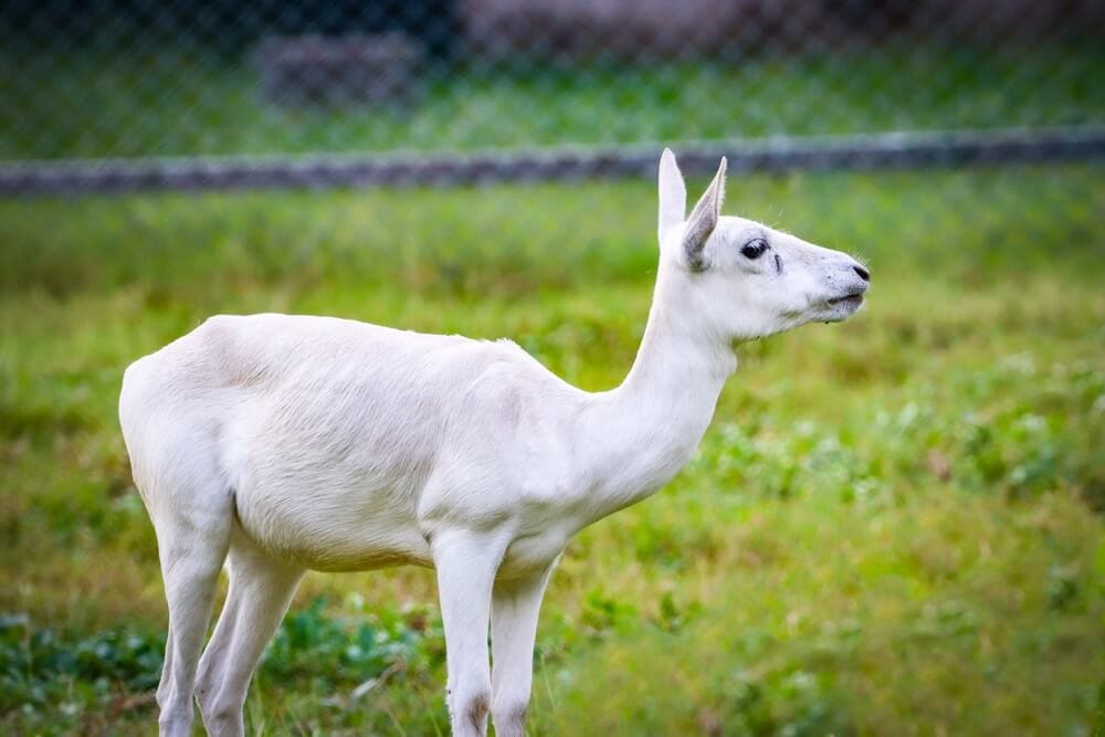 50 Out of the Ordinary Animals from History