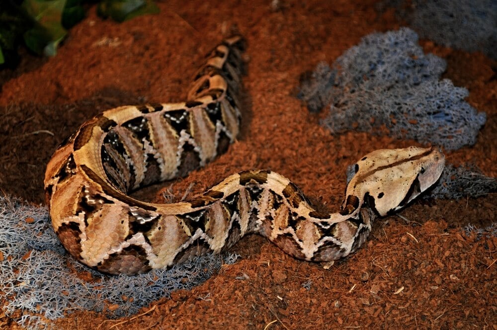 The Most Venomous Snakes On Planet Earth Today