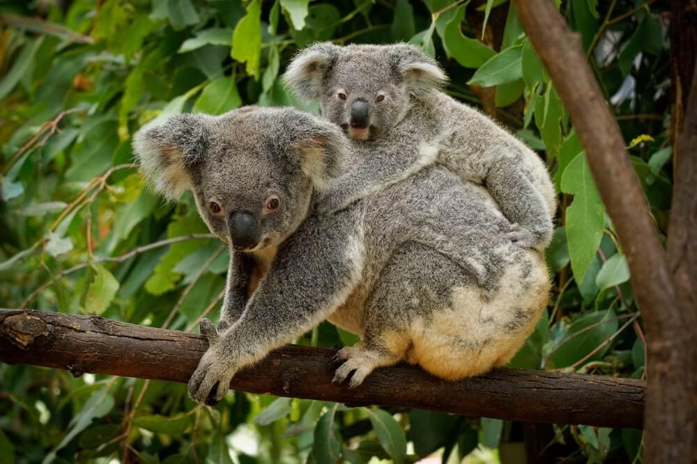 Times Koalas Were Anything But Cute