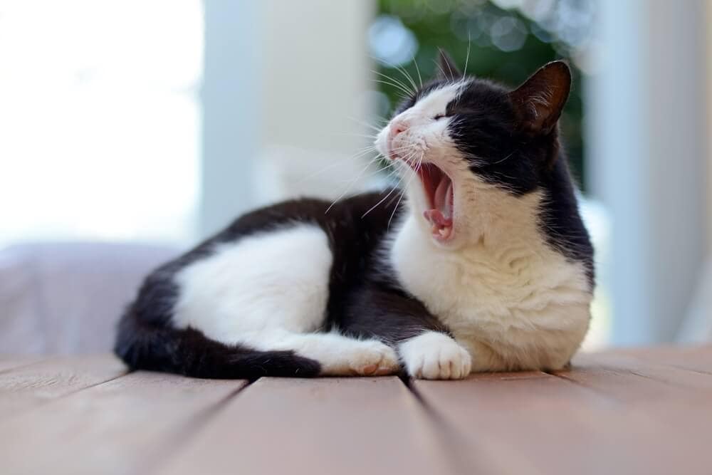 The Science Behind Why Yawning Is &#8216;Contagious&#8217;