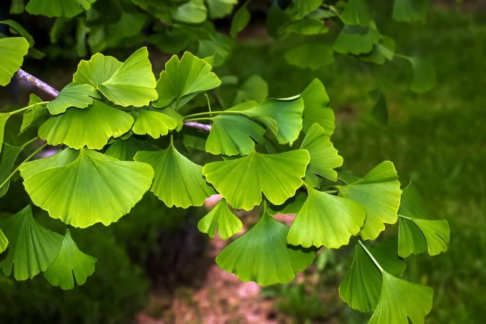 A Natural Science Enthusiast&#8217;s Guide to Medicinal Plants