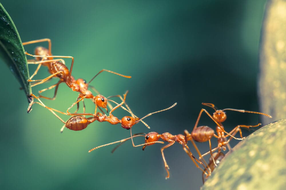 Here&#8217;s How Ants and Other Animals Find Their Way Home