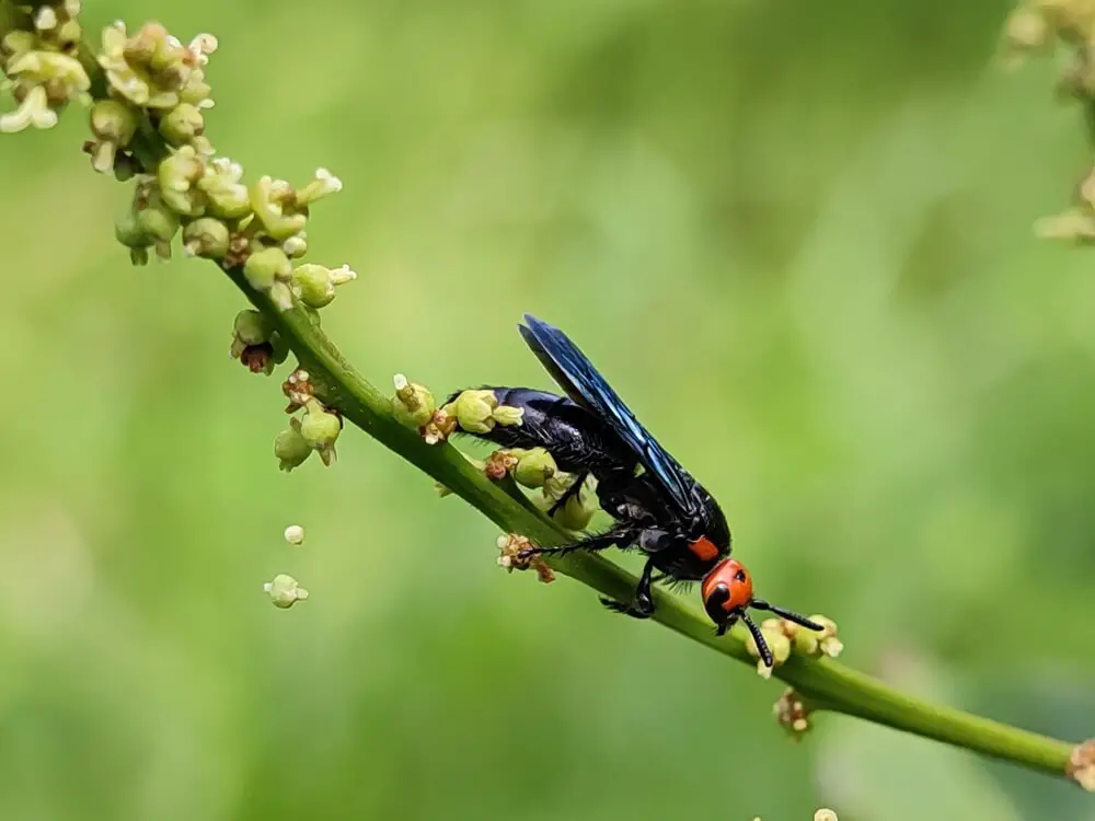 Terrifying Bees &#038; Wasps That Will Keep You Indoors