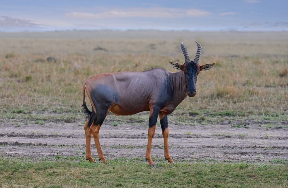 50 Out of the Ordinary Animals from History