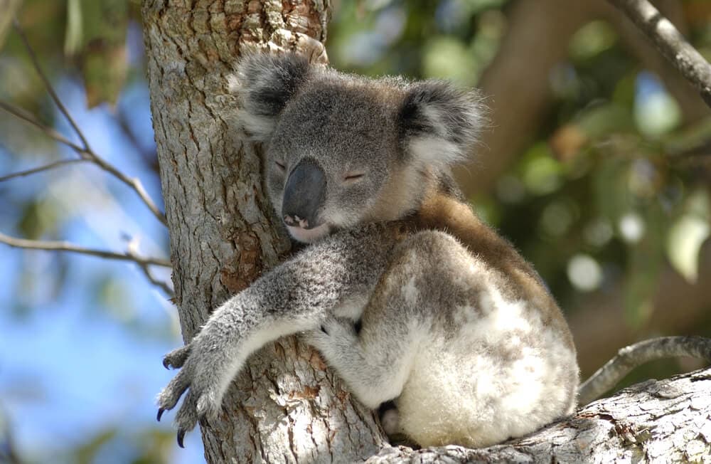 Times Koalas Were Anything But Cute