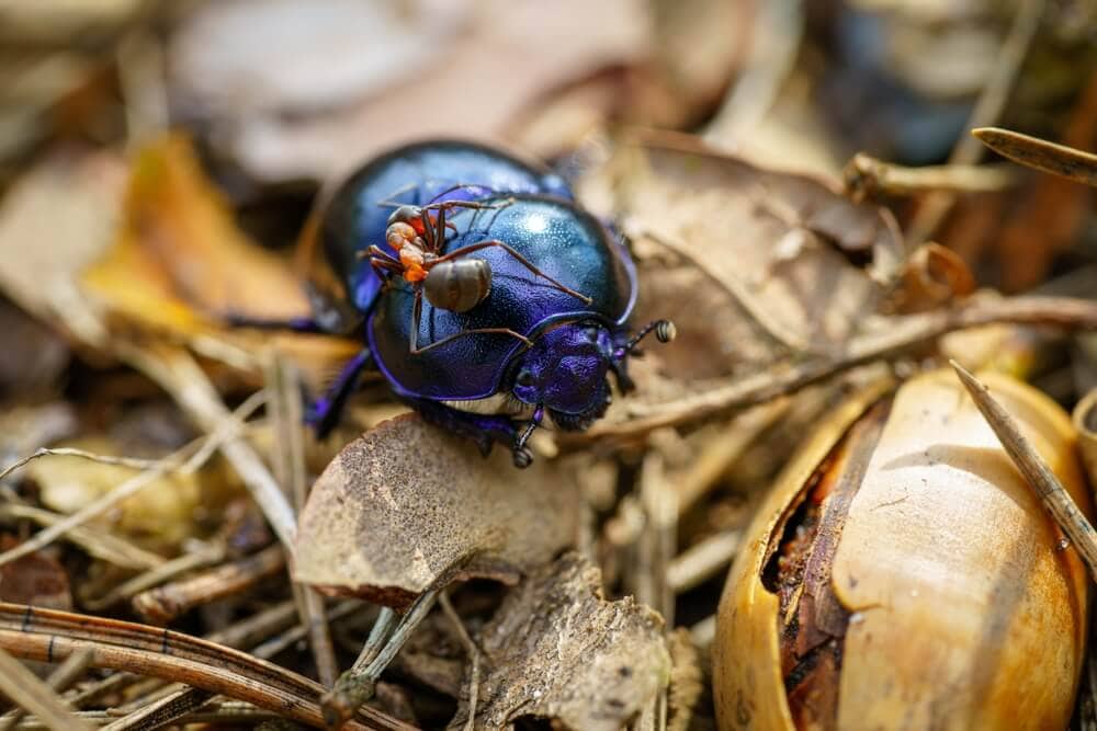 Here&#8217;s How Ants and Other Animals Find Their Way Home