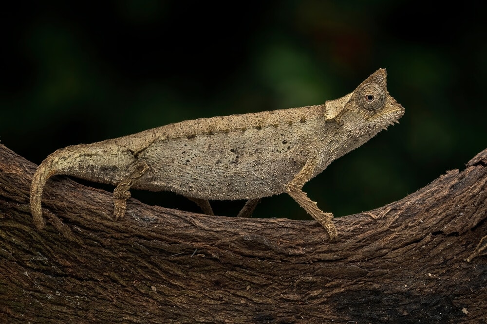 Some of these Majestic Animals Can Only be Found in Madagascar