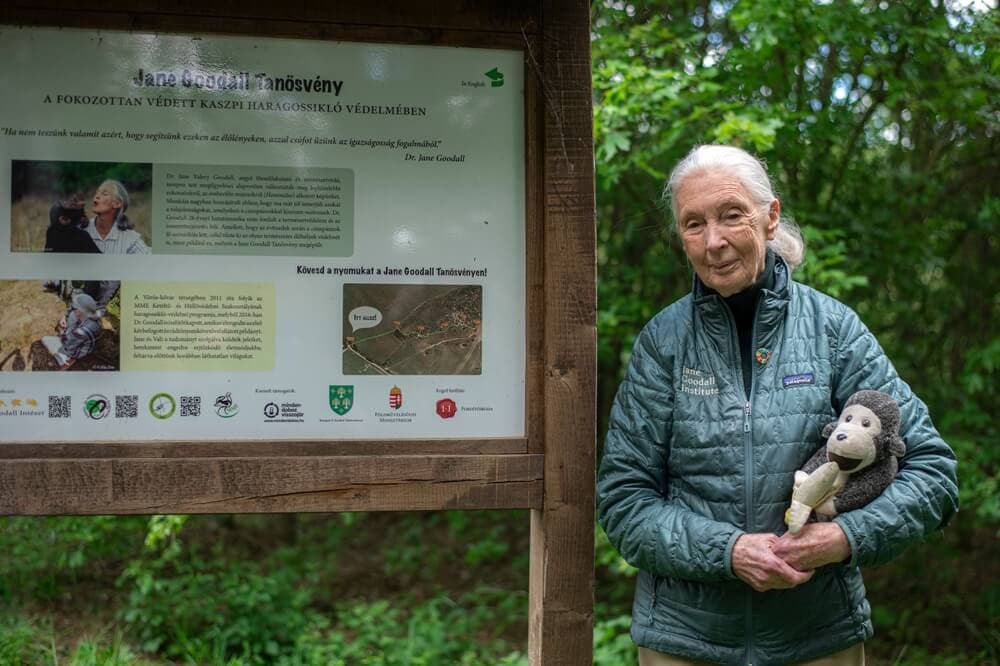 Jane Goodall Exhibit Showcases Her Contributions to Animals and the Earth