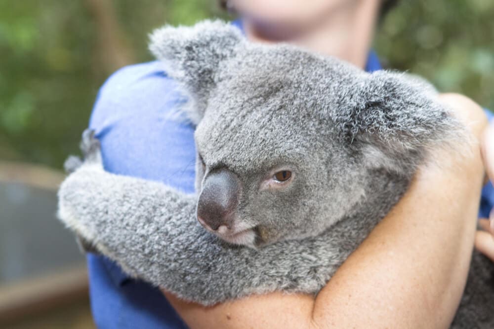 Times Koalas Were Anything But Cute