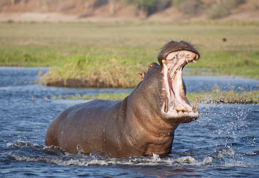 40 Times Earth&#8217;s Animals Created Nightmares