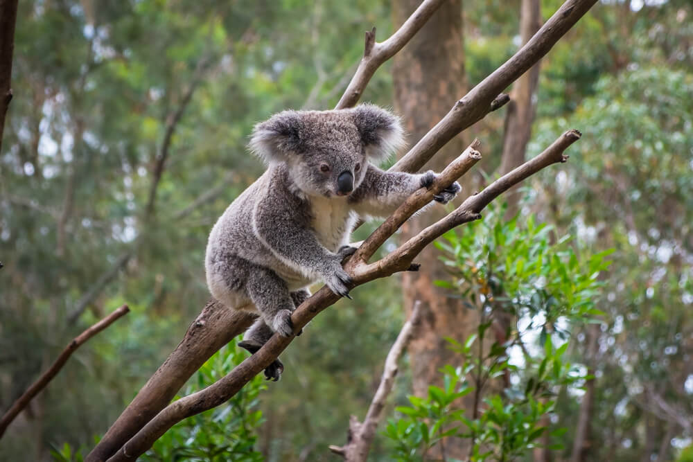 Times Koalas Were Anything But Cute