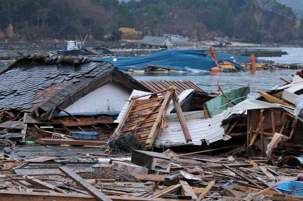 New Species Living in Fukushima, Japan&#8217;s Nuclear Accident Zone