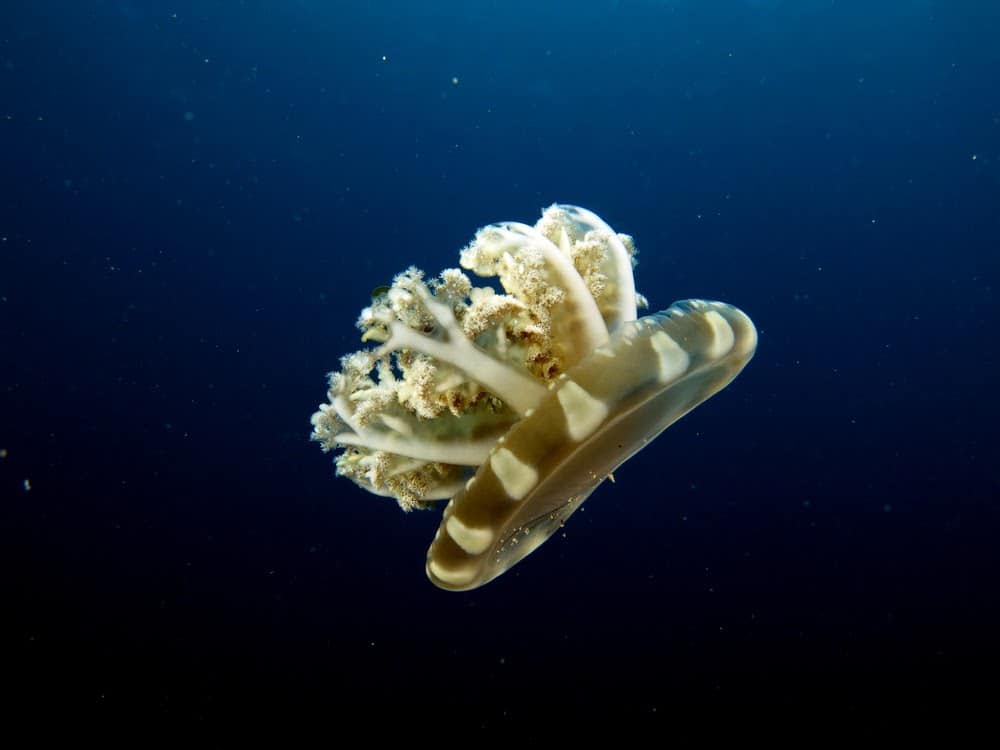 Jellyfish Snot Can Sting a Human Without Even Touching Skin