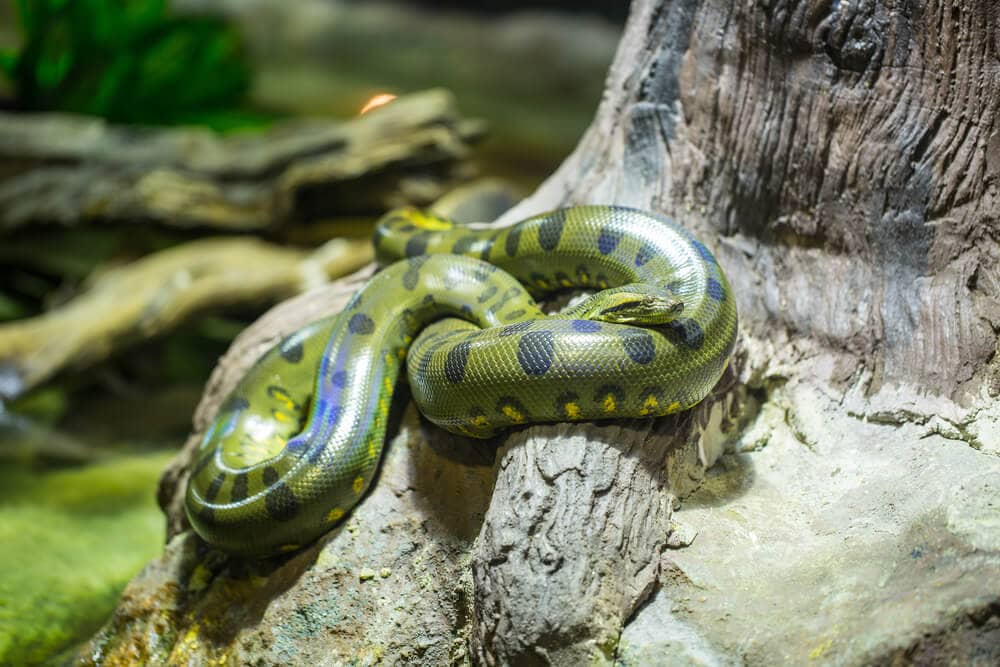 Amazing Creatures Found in the World&#8217;s Largest Rainforest