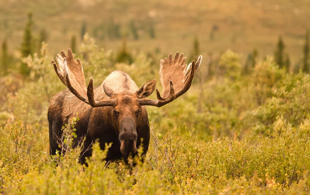 Wildlife in Alaska Puts the Continental US to Shame