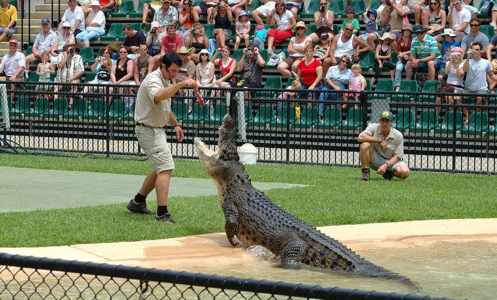 The Top Deadliest Animals In Australia