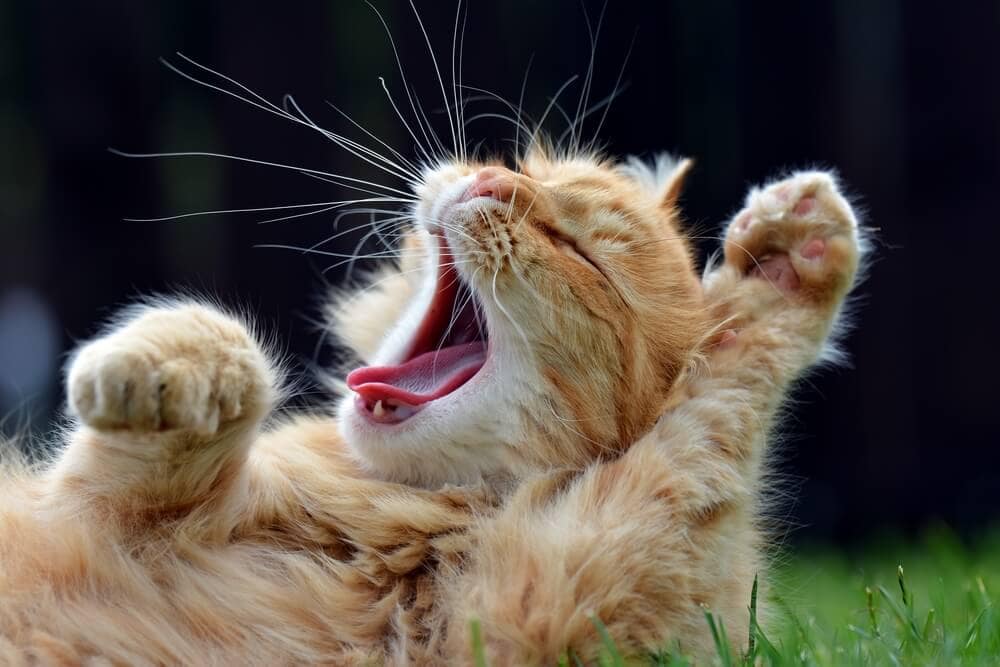 The Science Behind Why Yawning Is &#8216;Contagious&#8217;