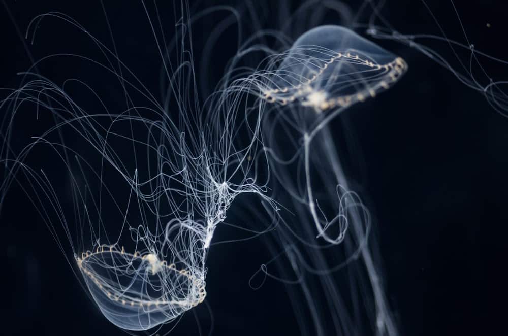 Jellyfish Snot Can Sting a Human Without Even Touching Skin