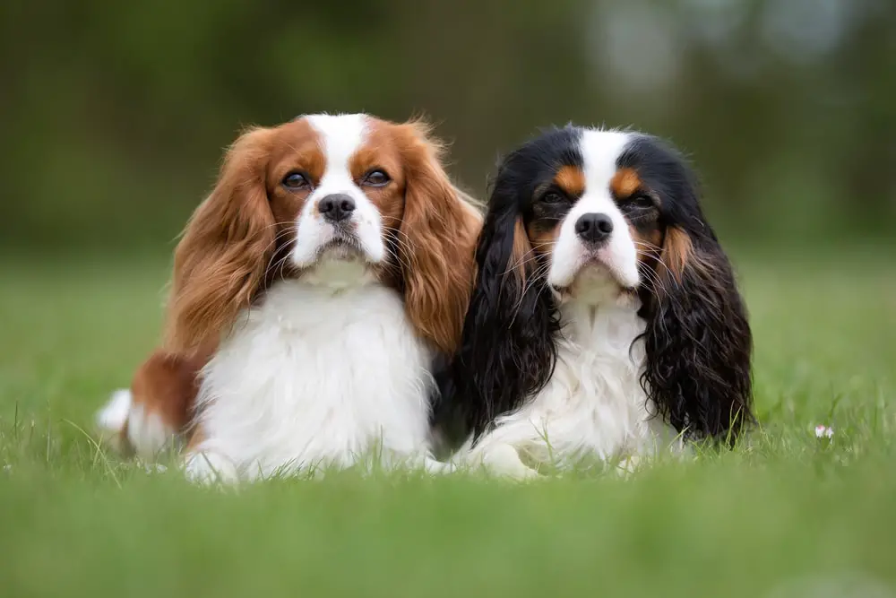 These Dog Breeds Have Evolved to be the Most Elite