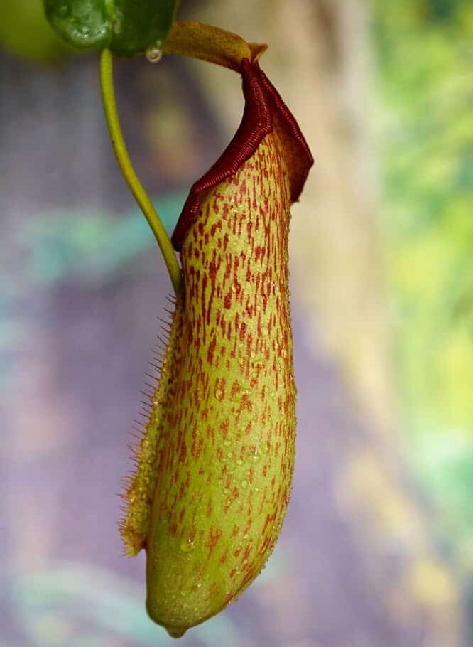 38 of the Strangest Plant Species 