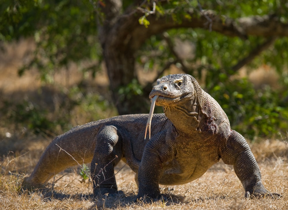 The Most Dangerous Animals In The World and Where They Like To Lurk