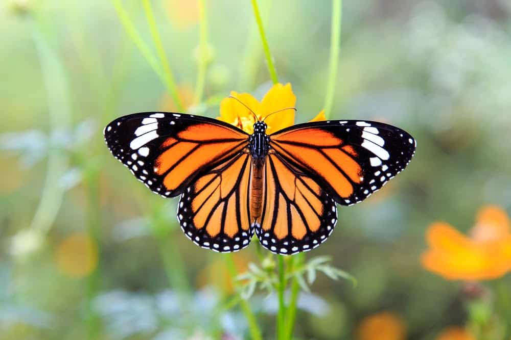 Monarch Patterns Are Changing &#8211; Here&#8217;s Why