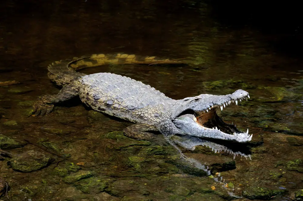 Why Saltwater Crocodiles Are The Scariest Reptile Alive