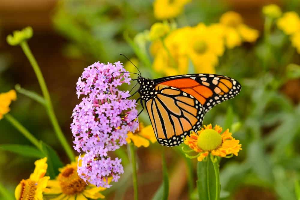 Monarch Patterns Are Changing &#8211; Here&#8217;s Why