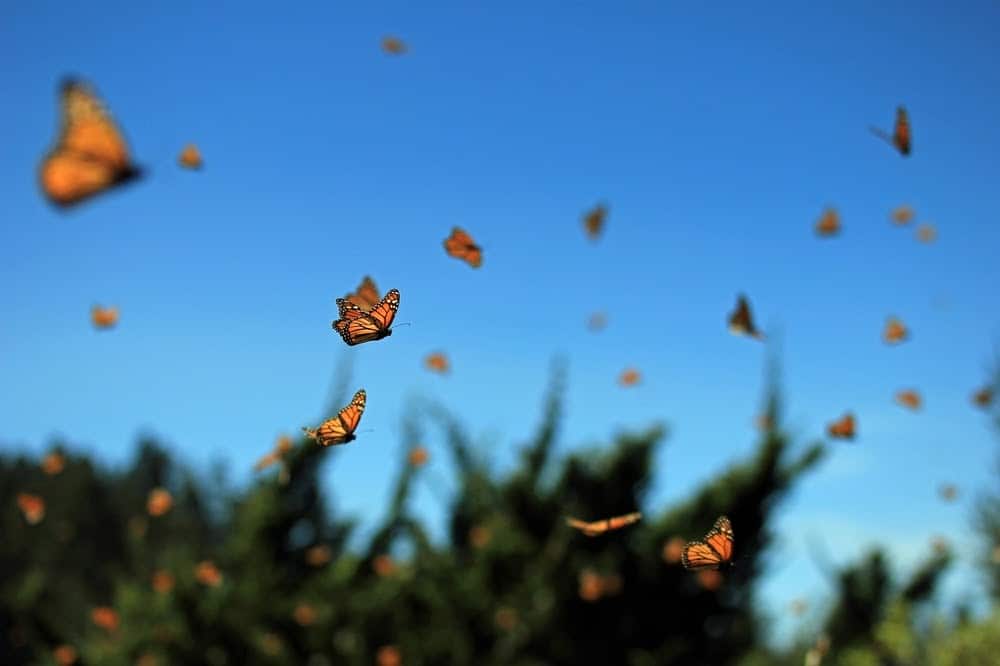 Monarch Patterns Are Changing &#8211; Here&#8217;s Why