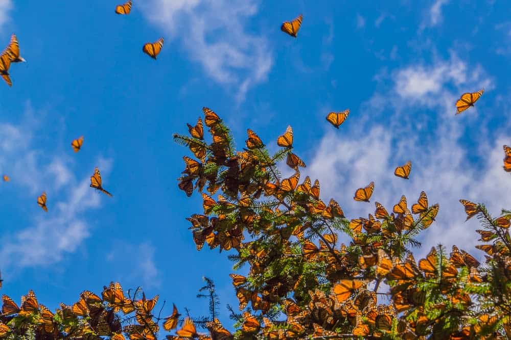 Monarch Patterns Are Changing &#8211; Here&#8217;s Why