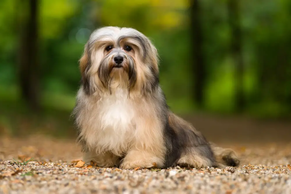 These Dog Breeds Have Evolved to be the Most Elite