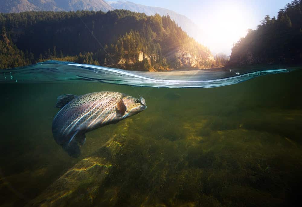 Wildlife in Alaska Puts the Continental US to Shame