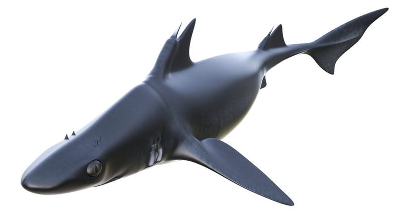 A List of Ancient Sharks from Small to Scary