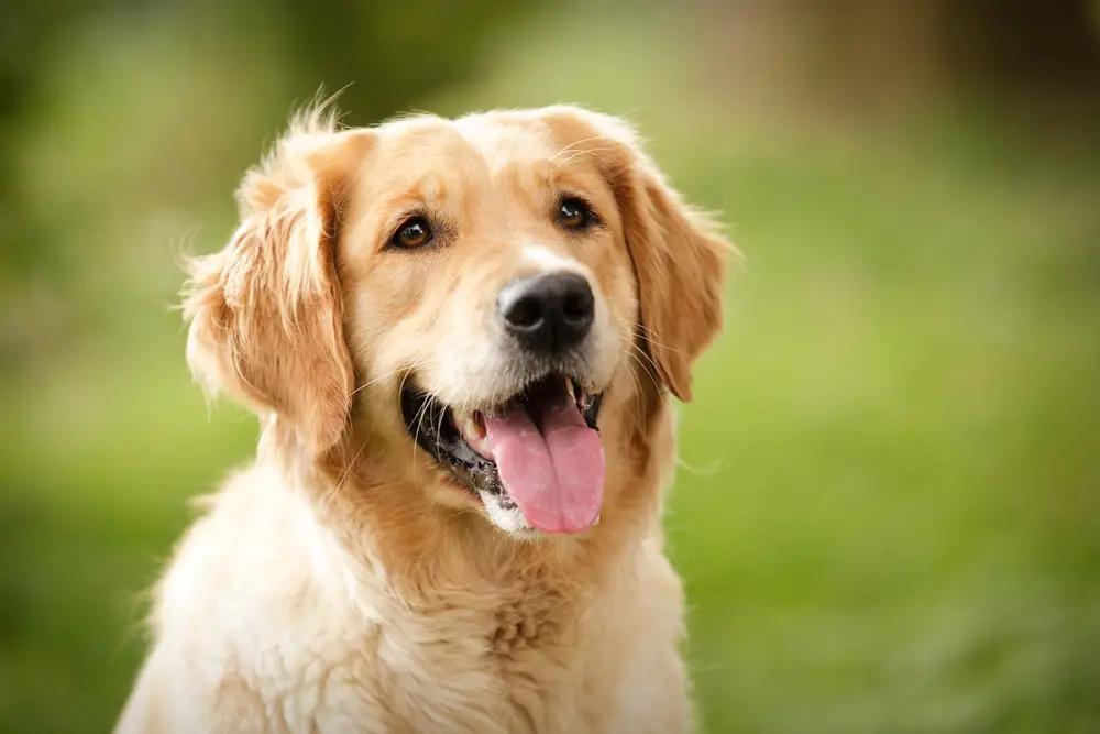 These Dog Breeds Have Evolved to be the Most Elite