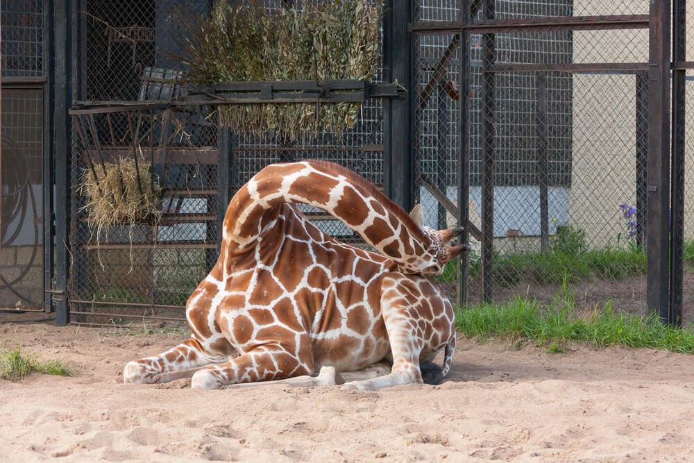 Unusual Sleeping Habits