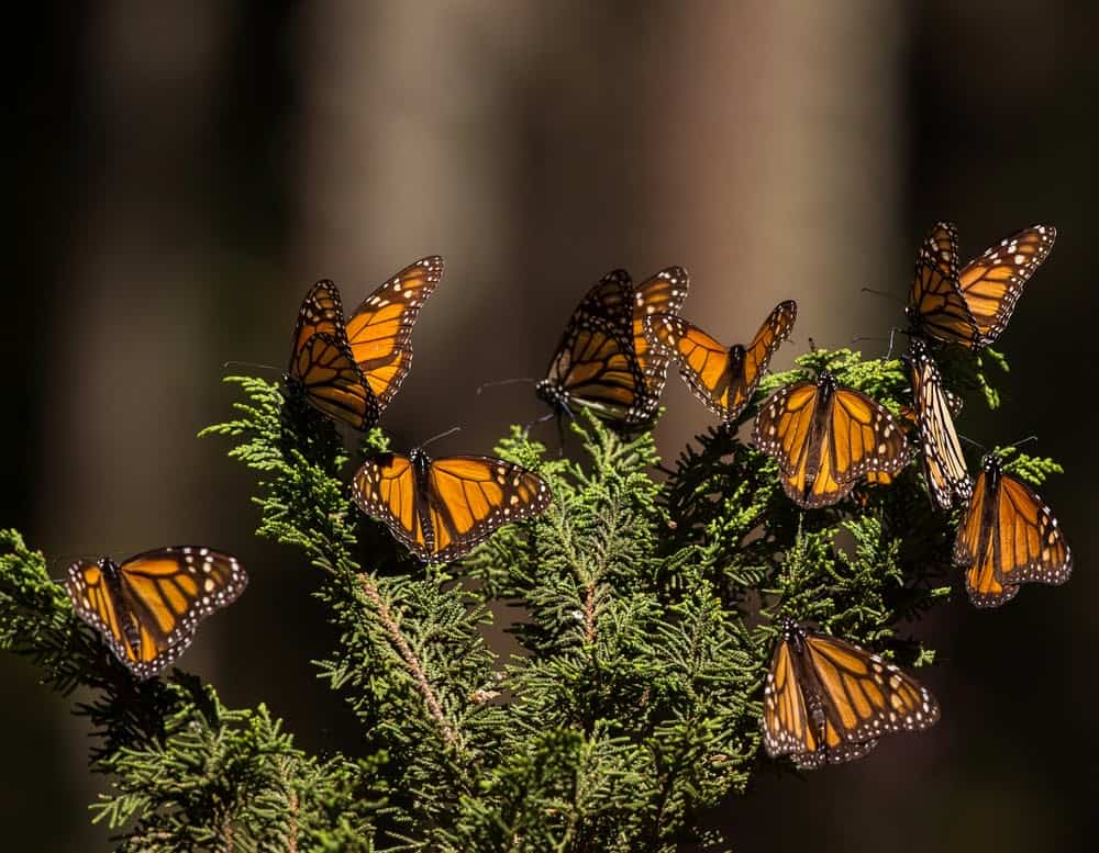 Monarch Patterns Are Changing &#8211; Here&#8217;s Why