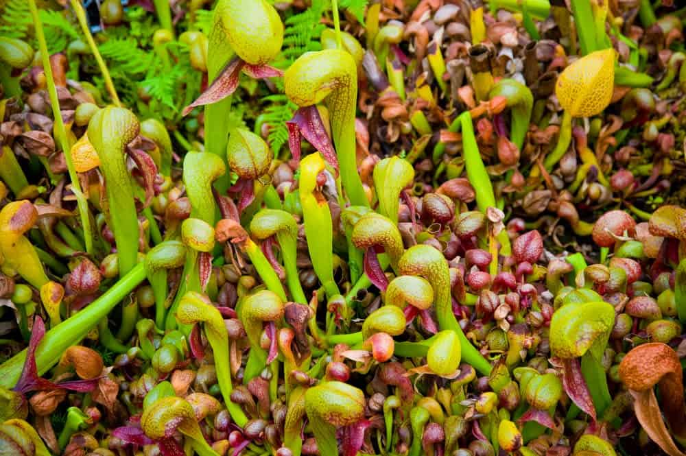 38 of the Strangest Plant Species 