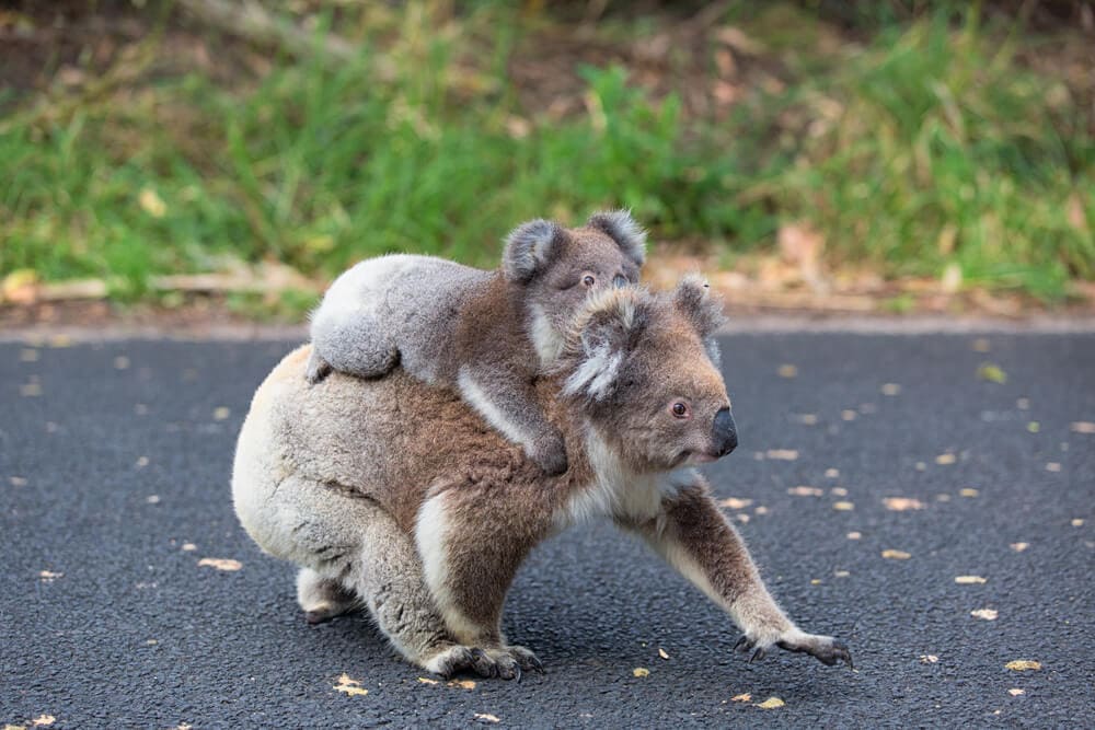 Times Koalas Were Anything But Cute