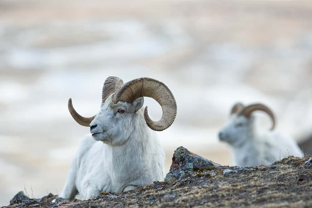 Wildlife in Alaska Puts the Continental US to Shame