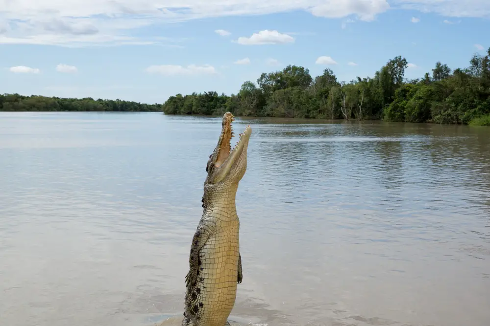 Why Saltwater Crocodiles Are The Scariest Reptile Alive