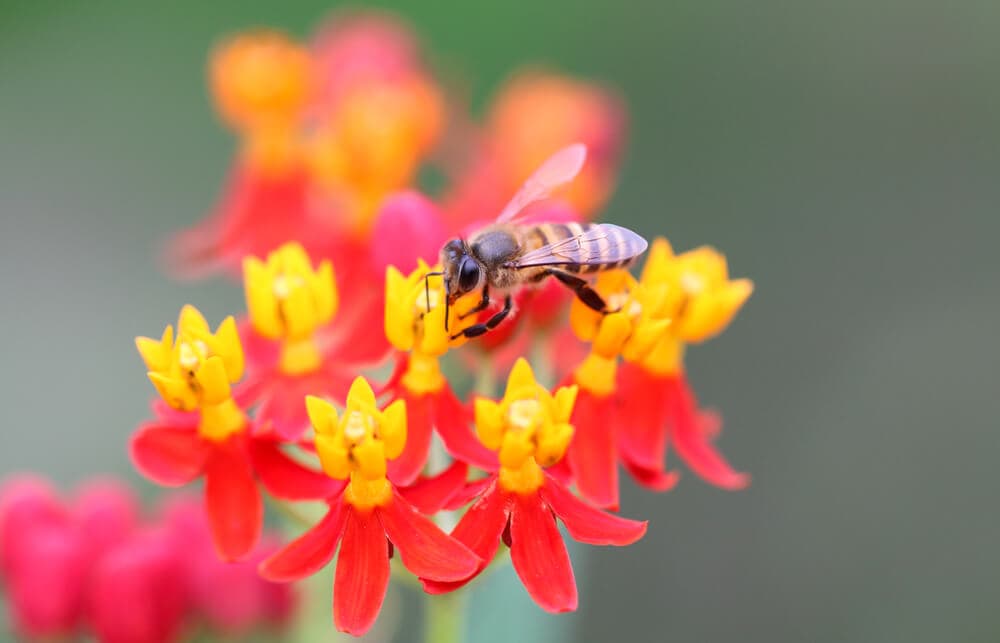 A Natural Science Enthusiast&#8217;s Guide to Medicinal Plants