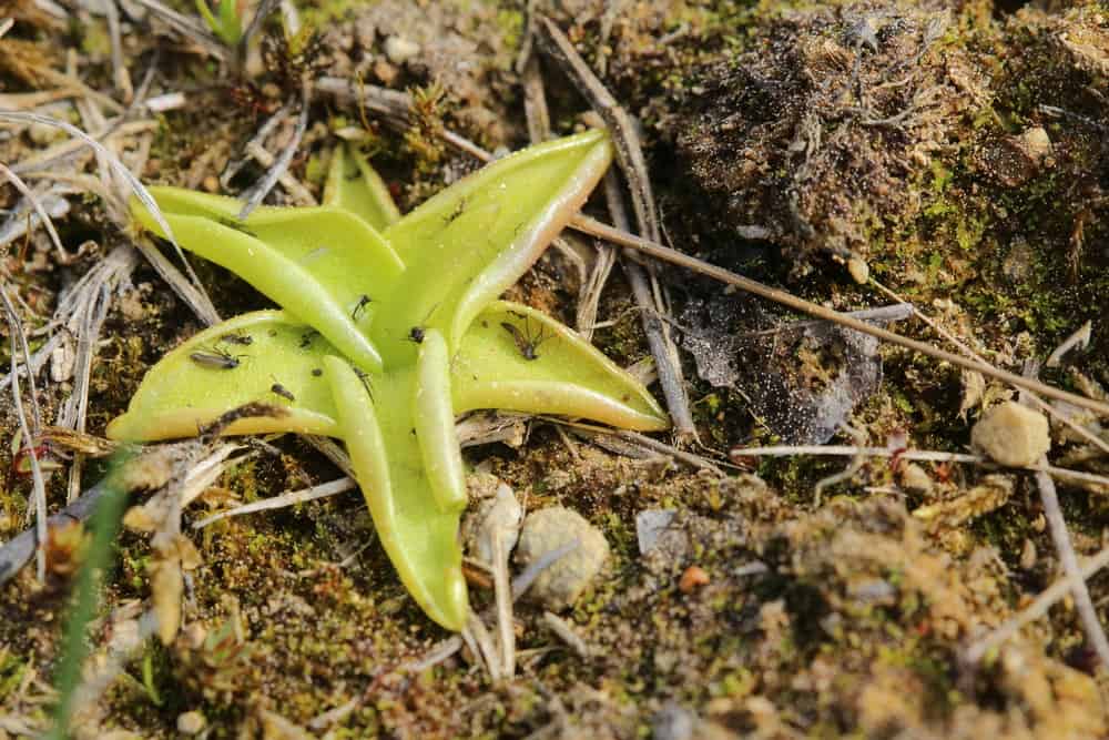 The Venus Flytrap Isn’t the Only Carnivorous Plant