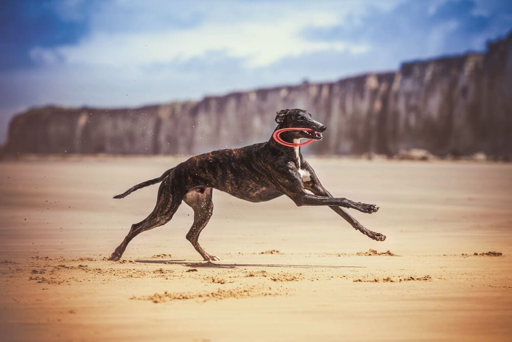 The Fastest Animals on the Planet Today