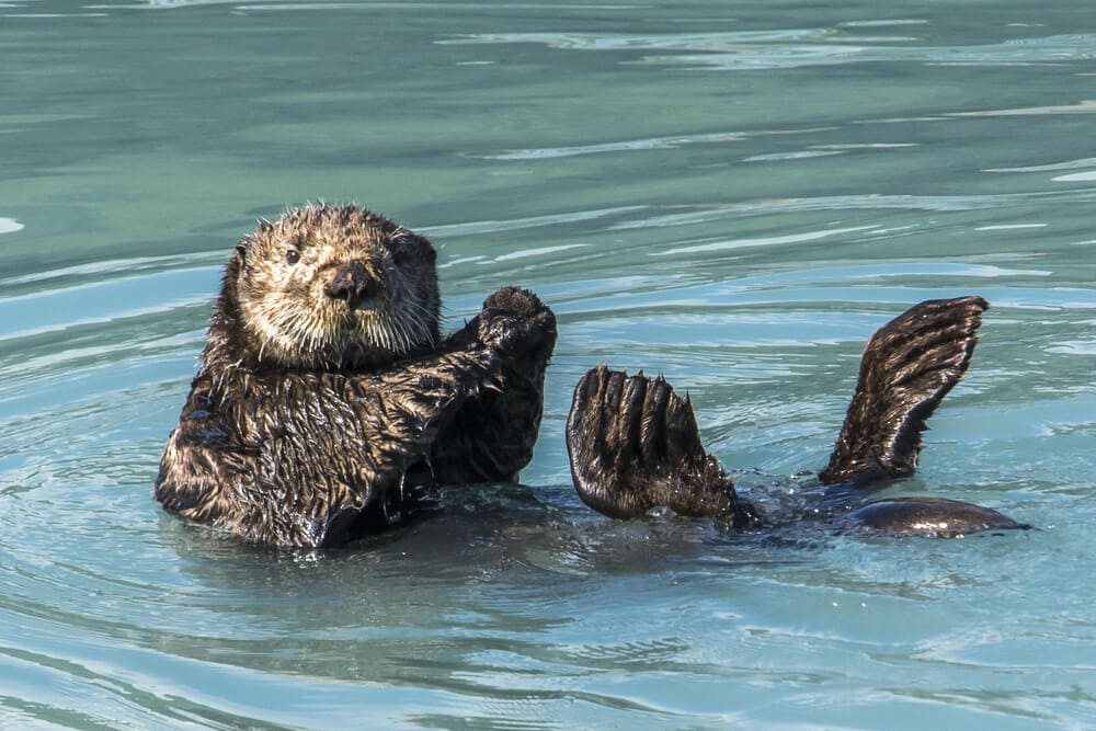 35 Amazing Animals that Live in the Coldest Waters Around the World