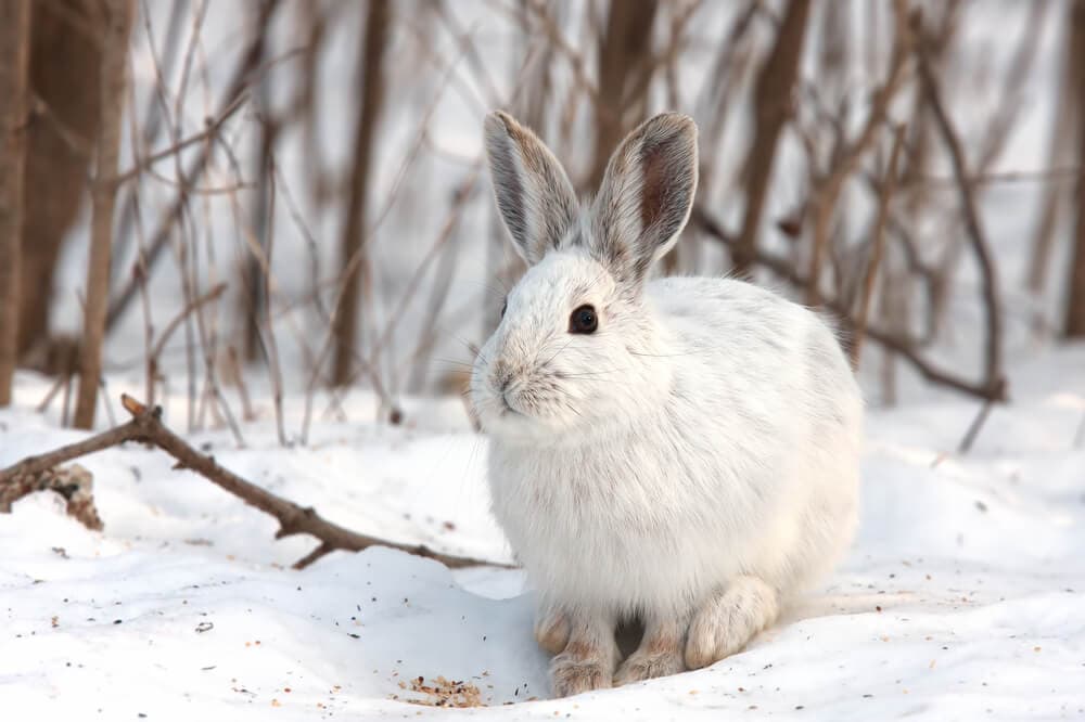 35 Amazing Animals that Live in the Coldest Waters Around the World