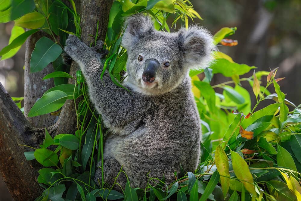 Times Koalas Were Anything But Cute