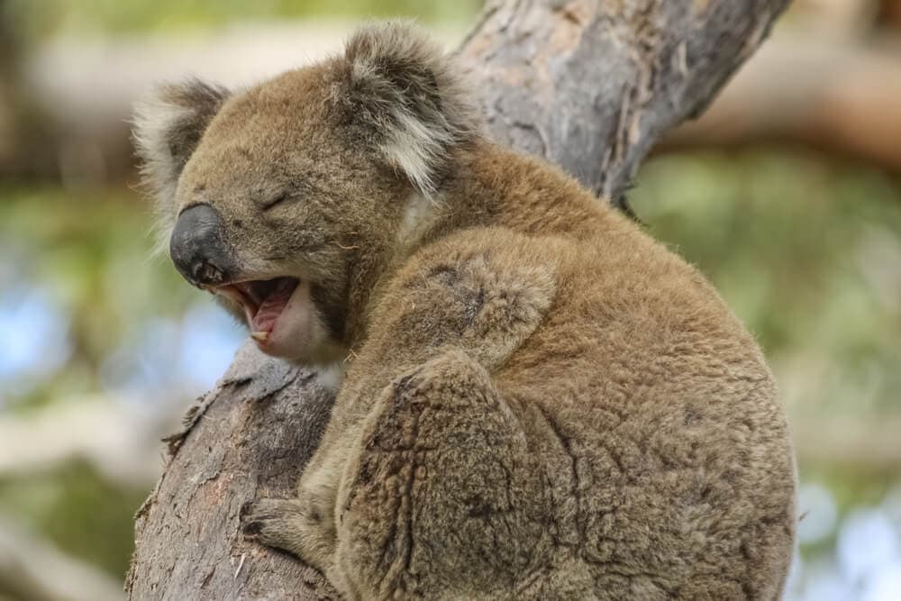 Times Koalas Were Anything But Cute