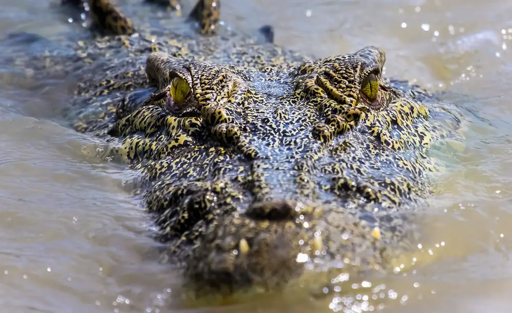 Why Saltwater Crocodiles Are The Scariest Reptile Alive